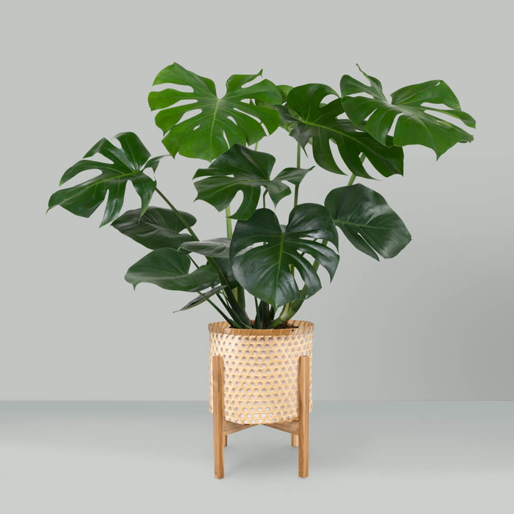 Monstera Dziurawa (Monstera deliciosa) sadzonka