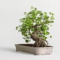 Podłoże do Bonsai w donicy