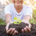 Podłoże BIO do siewu i pikowania jak pikować?