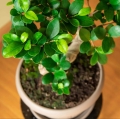 Podłoże do bonsai sklep