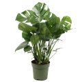 Monstera dziurawa p21 C4