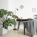 Monstera dziurawa w biurze