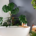 monstera deliciosa do łazienki