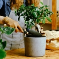 odżywka do bonsai przesadzanie drzewka bonsai