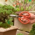 odżywka do bonsai przycinanie bonsai