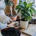 Podłoże do roślin zielonych dla Skrzydłokwiata
