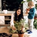 Podłoże do bonsai przesadzanie drzewek bonsai