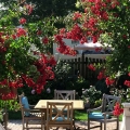 Nawóz do roślin śródziemnomorskich do uprawy na tarasie