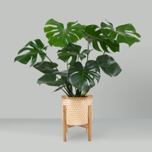 Monstera deliciosa ⌇ Swiss Cheese Plant