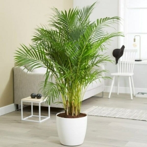Chamedora coral palm ⌇ Chamedorea Elegans