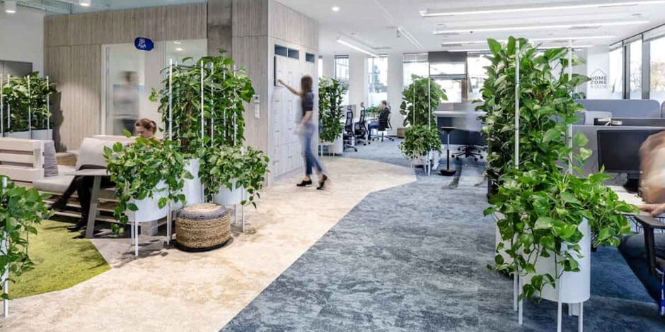 Plants for the office